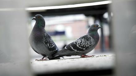 Tauben füttern ist in Potsdam laut Stadtordnung nicht erlaubt.