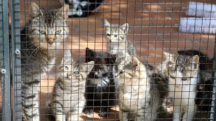 Katzen bei der Tierrettung Potsdam in Geltow.