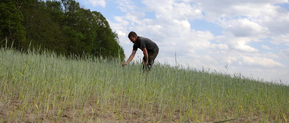 Potsdams Landwirte litten im Mai unter der Trockenheit.