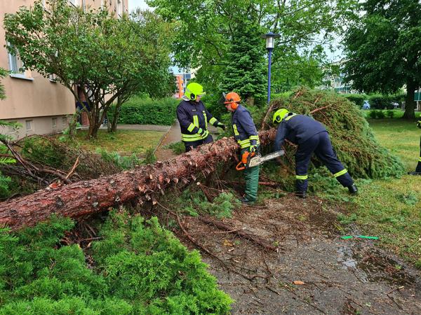 Feuerwehrleute zersägen in Eberswalde einen Baum, der bei einem Unwetter umgestürzt war. 