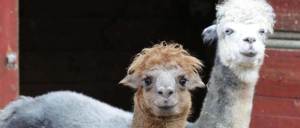 Zwei Alpakas im Vogelpark und Streichelzoo Teltow. Die Kamelform stammt aus den südamerikanischen Anden.