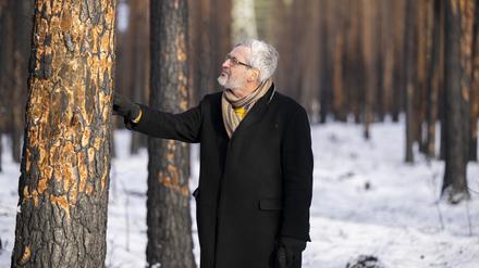 Axel Vogel (Bündnis 90/Die Grünen), Forstminister von Brandenburg, betrachtet bei einem vor Ort Termin durch einen Brand geschädigte Kiefern im Landeswald Seddin. 