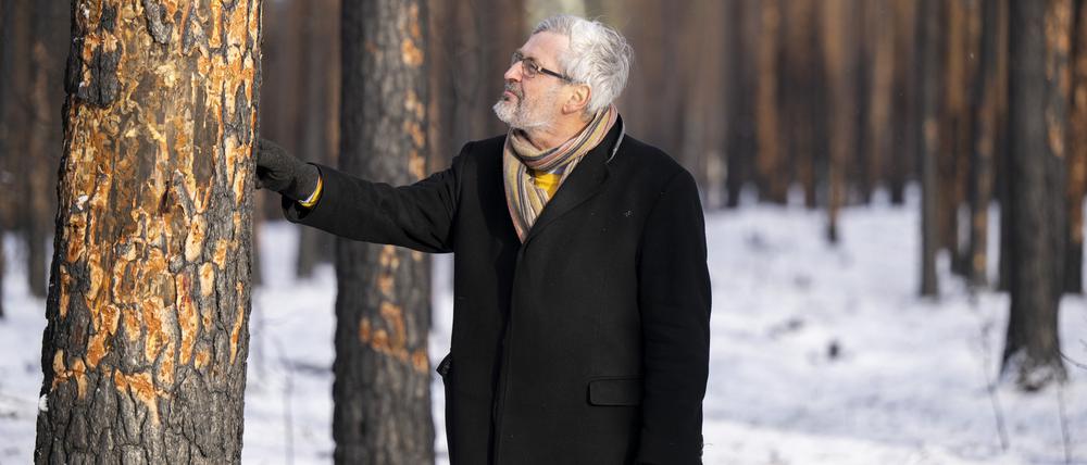 Forstminister Axel Vogel (Bündnis 90/Die Grünen) betrachtet bei einem vor Ort Termin durch einen Brand geschädigte Kiefern im Landeswald Seddin. 