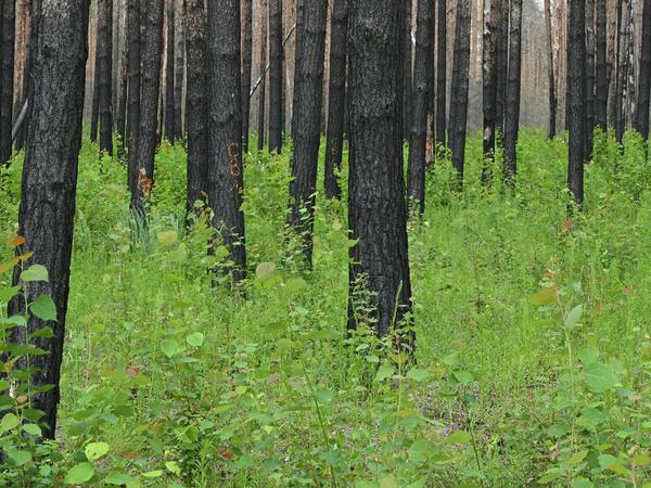 Im verbrannten Wald bei Treuenbrietzen sprießt das Grün.