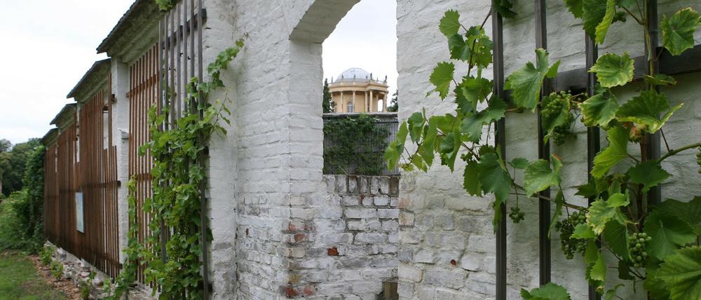 Wein an alten Ziegeln. An den weiß getünchten Lepèreschen Mauern soll künftig nicht nur Wein ranken, sondern auch wieder Obst wachsen.