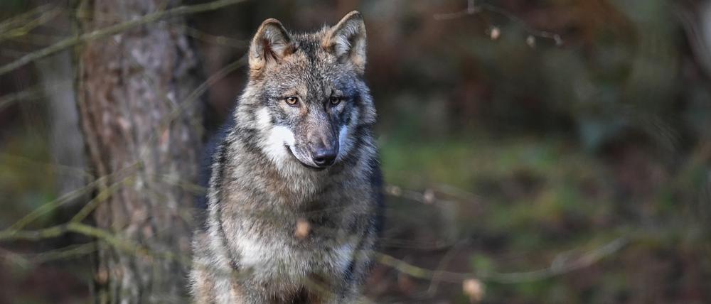 Auf der Bornimer Feldflur soll angeblich ein Wolf unterwegs sein. Einige Anwohner vermuten einen Aprilscherz (Symbolbild).