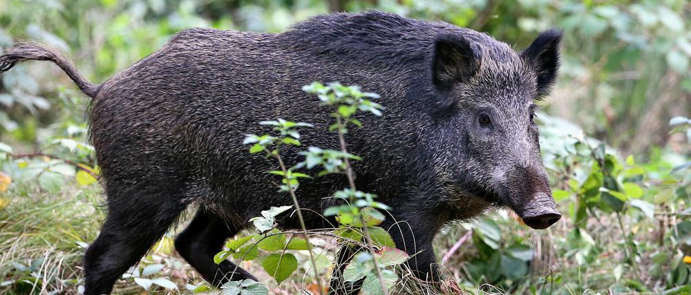 Der Schweinepest-Verdachtsfall in Potsdam hat sich nicht bestätigt. 
