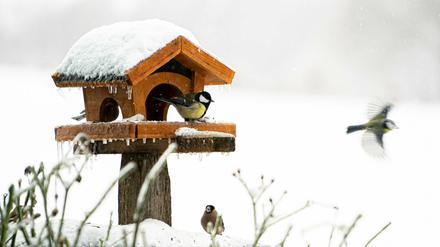 Eine Kohlmeise (Parus major) sitzt auf einem mit Schnee und Eis bedecktem Vogelhäuschen.