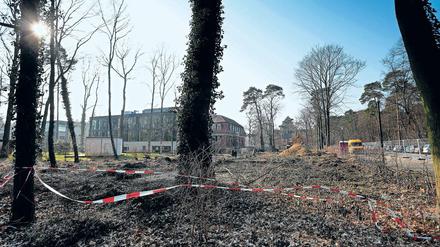 Baustelle. In der August-Bebel-Straße soll neben der ehemaligen Reichsbahnvilla ein Erweiterungsbau des Hasso-Plattner-Instituts entstehen. Dafür sind bereits Bäume gerodet worden.