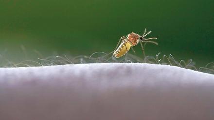 Giftiger Stich. 225 Millionen Menschen sind derzeit an Malaria erkrankt.