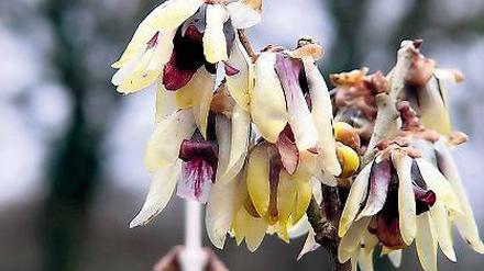 Frühblüher. Chimonanthus praecox.