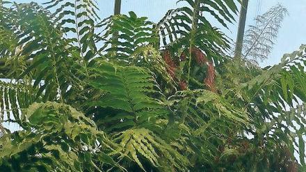Lange, gefiederte Wedel. Stenochlaena tenuifolia klettert gerne empor.
