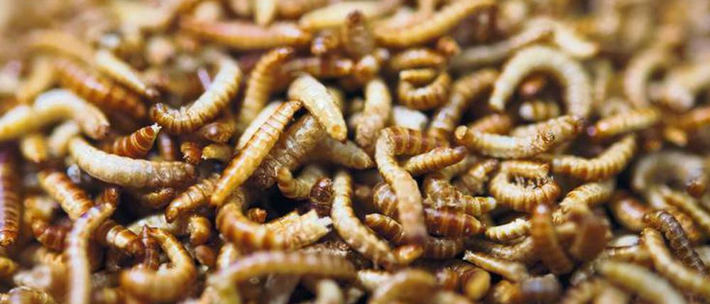 Knuspriges Krabbeln. Die neue Insekten-Kost ist nicht jedermanns Sache, doch knusprige Mehlwürmer schmecken angenehm mild und nussig. Sie sind ein prima Chips-Ersatz, reich an essentiellen Aminosäuren und guten Fetten.