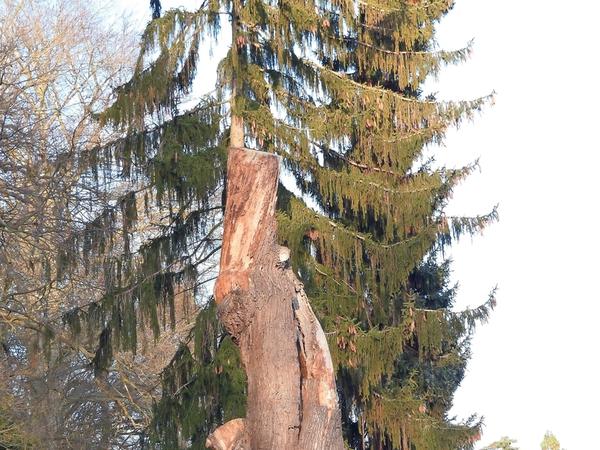 Vom ältesten Bewohner des Gartens, einer 380 Jahre alten Eiche, ist heute nur noch ein toter Baumstumpf übrig.