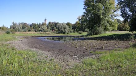 Der Kindermannsee im Babelsberger Park verlor im vergangenen Jahr einen großen Teil seines Wassers.