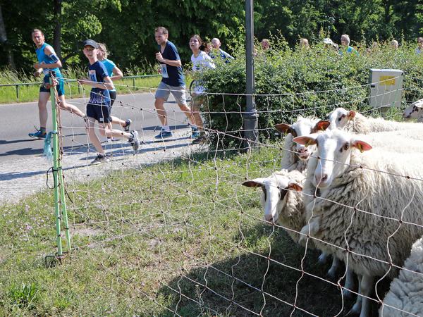 „Parkstürmer“ - das stand diesmal als Motto auf den Teilnehmershirts. Am Park Sanssouci trafen die Läufer auch auf Schafe.