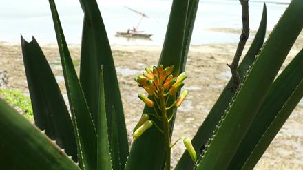 Die Aloe Pembana auf der Insel Pemba.