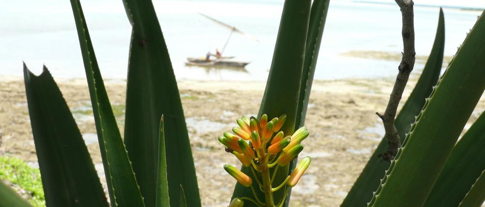 Die Aloe Pembana auf der Insel Pemba.