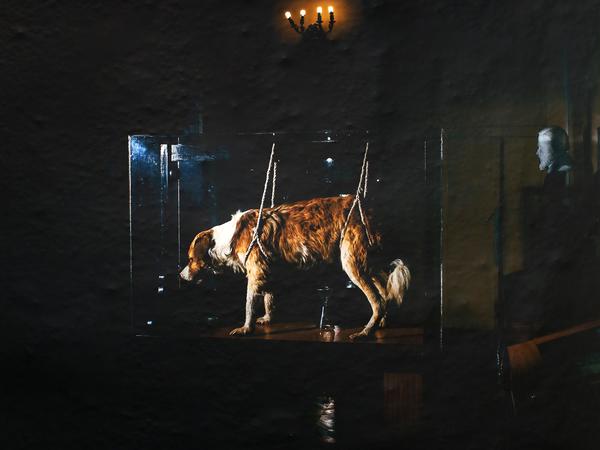 Nikita Teryoshin zeigt in "I have never been to Russia" auch einen der Hunde, an denen das Pawlowsche Gesetz erprobt wurde.
