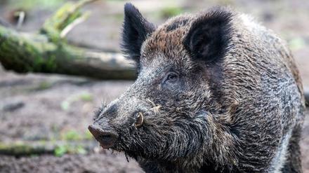 Auf Wildschweine könnte bald innerorts mit "energiereduzierter Munition" geschossen werden. Was das genau ist, ist unklar.