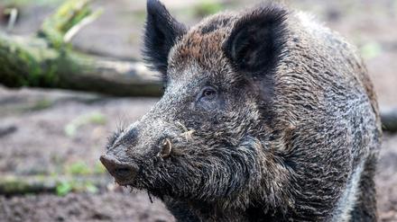 Die Wildschweine fühlen sich seit Jahren in der Region rund um Teltow wohl. 