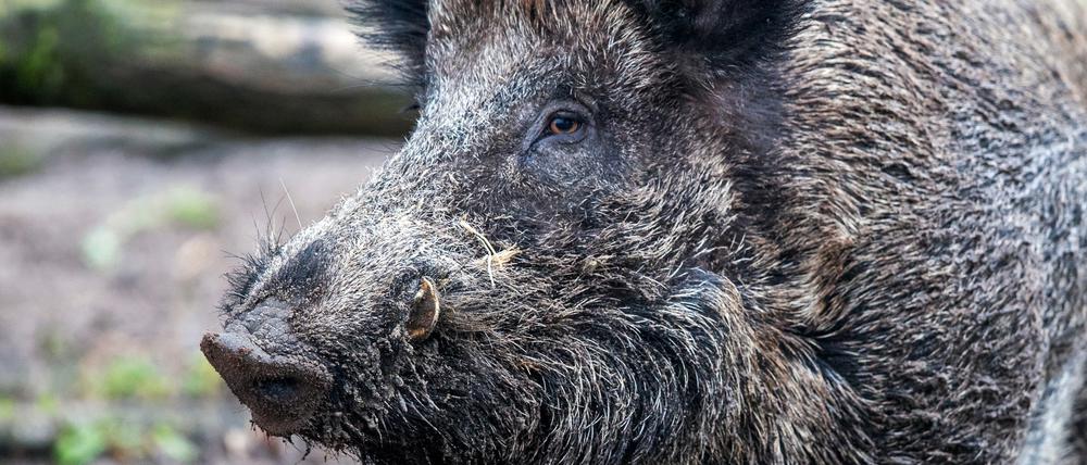 Die Wildschweine fühlen sich seit Jahren in der Region rund um Teltow wohl. 