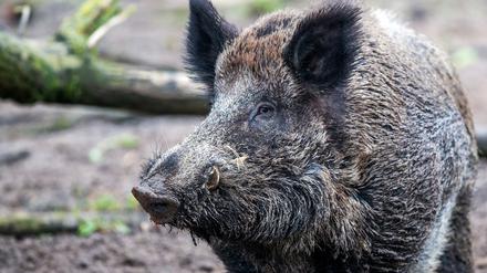 Erstmals wurde in Stahnsdorf ein Lebewesen von Wildschweinen getötet.