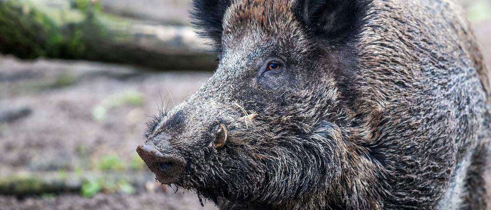 Erstmals wurde in Stahnsdorf ein Lebewesen von Wildschweinen getötet.