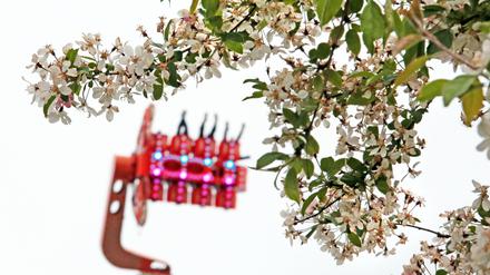 Das Baumblütenfest in Werder (Havel) soll neu aufgestellt werden.