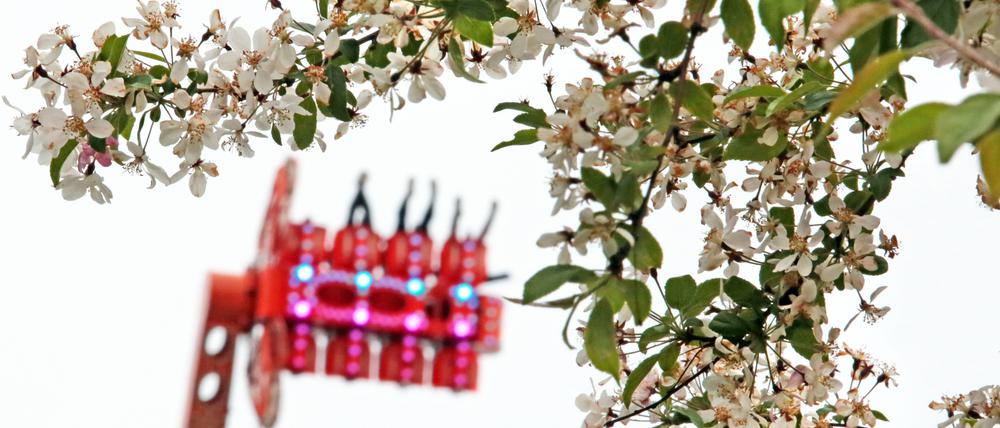 Das Baumblütenfest in Werder (Havel) soll neu aufgestellt werden.