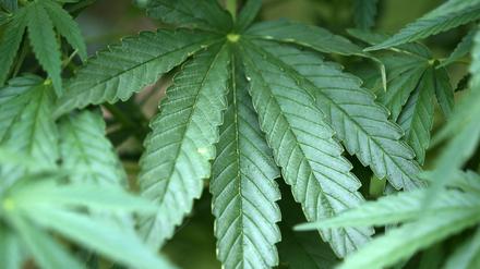 600 Cannabispflanzen hat der junge Mann im Bungalow seiner Eltern angebaut.