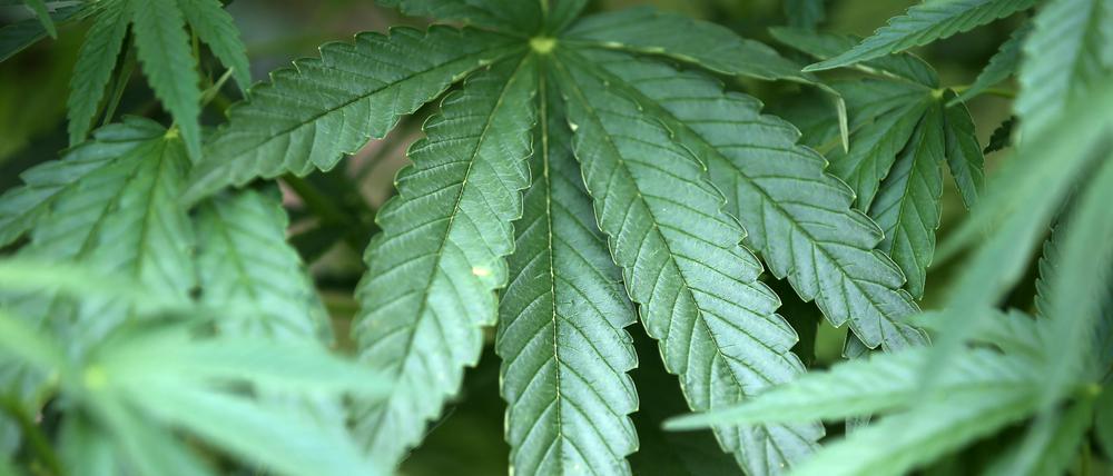 600 Cannabispflanzen hat der junge Mann im Bungalow seiner Eltern angebaut.