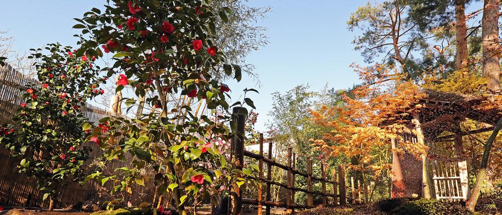 Der Bonsaigarten in Ferch beherbergt uralte japanische Pflanzen und Bäume - einige weit über 100 Jahre alt.