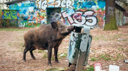 Wildschweine kommen den Menschen immer näher - wie hier in Berlin-Tegel.