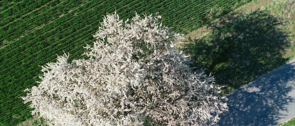 Dieser Pflaumenbaum im Landkreis Märkisch-Oderland blüht schon. 