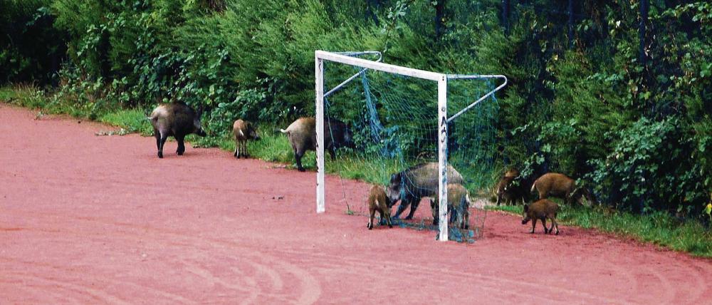 Sportliche Betätigung  Wildschweine in Kleinmachnow.