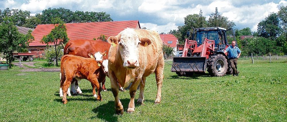 Streichelzoo zur Landpartie: Für Sonntag hat Bauer Schreinicke die zahmsten Rinder auf den Hof geholt.