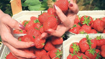 Zu kalt für Erdbeeren  erst ab 10. Juni sollen sie richtig schmecken.