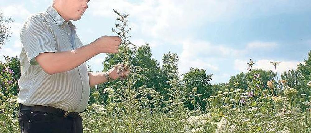 Artenvielfalt. Der Saatguthersteller Joachim Zeller auf seinem Feld. Seine Wildpflanzen werden einmal ausgesät und fünf Jahre lang geerntet. Zudem brauchen sie wenig Dünger und bringen auch in trockenen Jahren durch ihre tiefen Wurzeln gute Erträge.