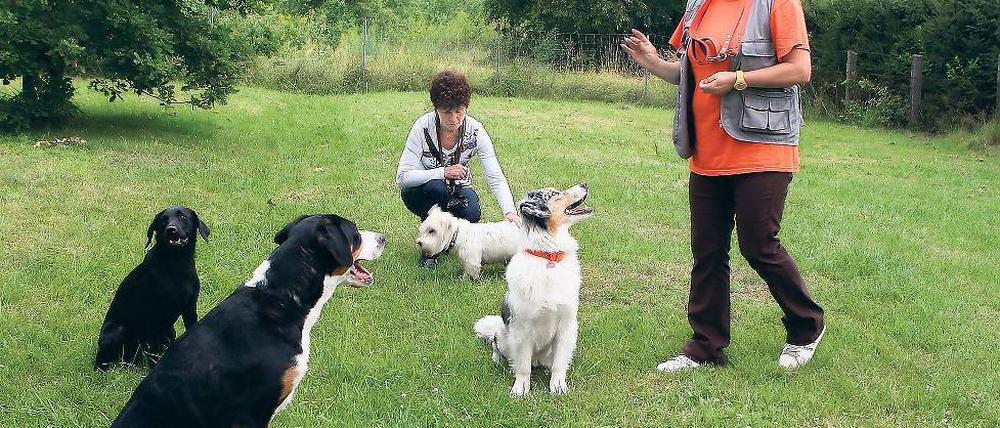 Qualitätskontrolle. Ab dem 1. August will der Landkreis Potsdam-Mittelmark überprüfen, ob Hunde-Ausbilder ausreichend qualifiziert sind für ihren Job.