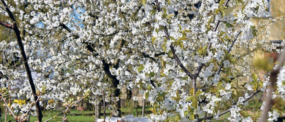 Vorboten. Frühe Obstsorten stehen bereits in voller Blütentracht. Auch zum Fest soll es auf den Plantagen rund um Werder noch genügend namensgebende Baumblüten geben. Derzeit werden die Obstgärten für den Besucheransturm ab dem 30. April vorbereitet.