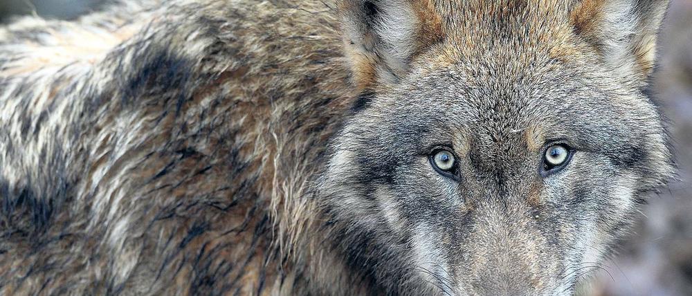 Ungeliebter Rückkehrer. Vor allem Bauern sehen die Verbreitung der Wölfe in Deutschland mit Sorge. Laut Landesbauernverband Brandenburg ist die Zahl der Angriffe auf Nutztiere landesweit von 2015 zu diesem Jahr von 97 auf bislang 174 gestiegen.