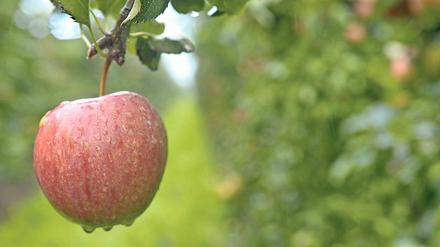 Einsamer Apfel. Das regionale Obst wird wegen der schlechten Ernte fast nur noch direkt vermarktet.