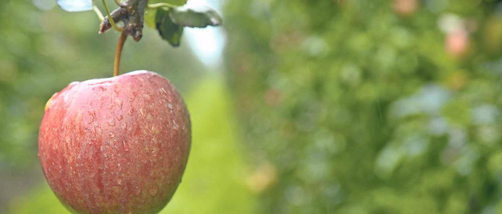 Einsamer Apfel. Das regionale Obst wird wegen der schlechten Ernte fast nur noch direkt vermarktet.