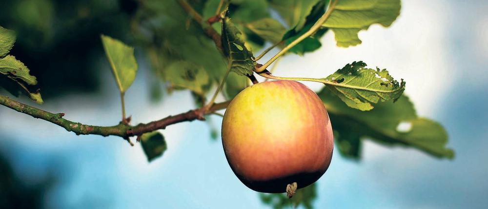 Einzelobst. Noch können die Werderaner Bauern Äpfel verkaufen. Da die Ernte aber nur halb so groß war wie in den Vorjahren, werden die Vorräte nicht wie sonst bis in den Frühsommer hinein reichen. Deshalb wollen die Obstbauern schnelle Hilfen vom Land.