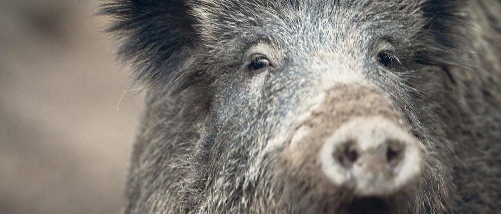 Aufwühlend. Einwohner in Kleinmachnow beschweren sich über die wachsende Zahl von Wildschweinen im Ort und verlangen einen Zaun. Die Kommunen behaupten, die Lage habe sich bereits gebessert. Im betreffenden Jagdgebiet wurden seit April bereits 190 Wildschweine geschossen.