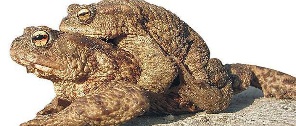 Schlechte Zeiten für Lurche. Amphibien finden in Kleinmachnow weniger Lebensraum als früher. Diese Kröten im Teich am Europarc fühlen sich aber noch wohl.