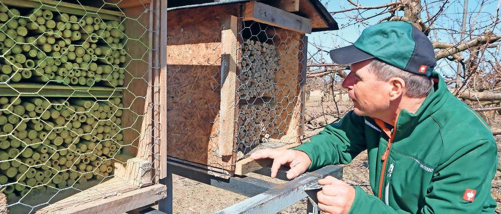 Alle ausgeflogen. Obstbauer Frank Wache baut eigene Bienenwohnungen, in denen die Rote Mauerbiene (unten) leben kann. Im Gegensatz zur Honigbiene wird jene schon bei unter zehn Grad Celsius aktiv. Außerdem ist die Mauerbiene resistenter gegen Schädlinge als die verwandten Honigproduzenten.