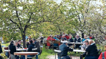 Ein Hoch auf die Blütezeit. In Werderaner Obstbauerngärten gibt es vom 28. April bis 6. Mai wieder manche kreative Weinschöpfung zu kosten. Auf der Bühne sorgen unter anderem die Ostrocker City für Stimmung.