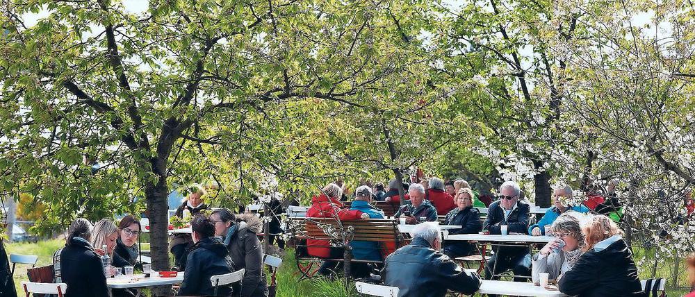 Ein Hoch auf die Blütezeit. In Werderaner Obstbauerngärten gibt es vom 28. April bis 6. Mai wieder manche kreative Weinschöpfung zu kosten. Auf der Bühne sorgen unter anderem die Ostrocker City für Stimmung.